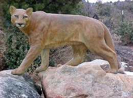 Arizona mountain lion bronze sculpture by Jesse Homoki