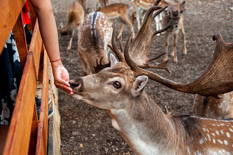 Deer taking food from a hand